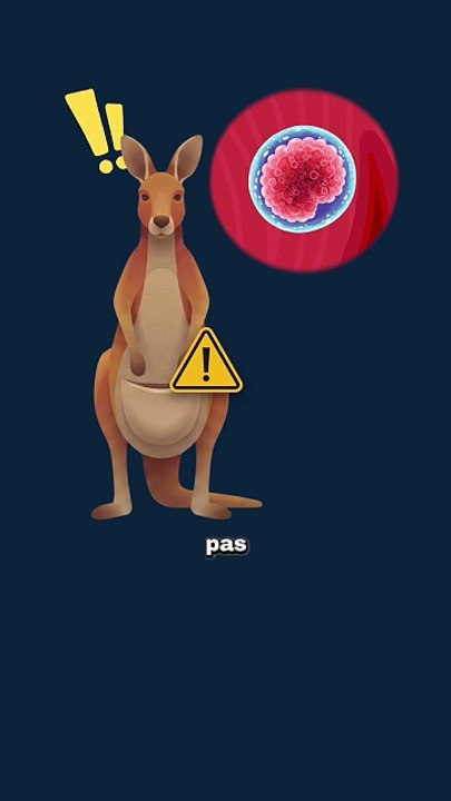 Elle met sa grossesse sur PAUSE ! #kangourou #grossesse #bebe #animaux #nature