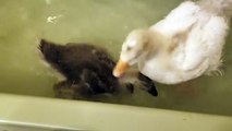 Bath time with Lemongrab and Tooey! | #SparklegleamFarm #Lemongrab #Tooey #farm #goose #farmanimals #UNACCEPTABLE #cute