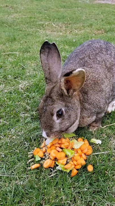 The key to summoning bunnies is a giant pile of veggies. | #SparklegleamFarm #Bunny #homestead #rabbit #farmanimals #cute