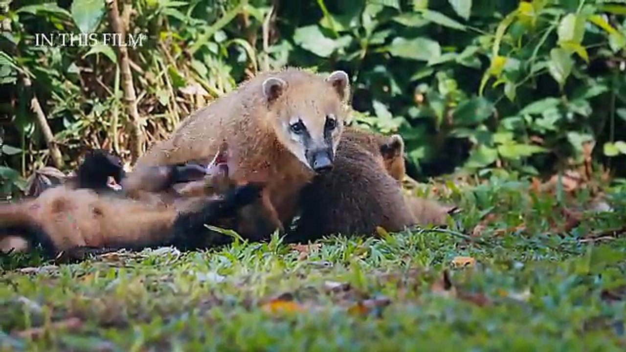 Wild Amazon - Amazing Animals & Landscapes - Nature Sounds - Relaxing Music