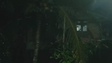 Rain on Coconut Trees | Relaxing Tropical Rain Sounds for Sleep