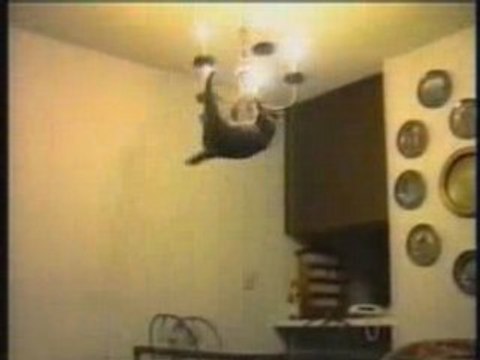 , photos de chats et images drôles