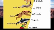 The Fastest Animals in the World