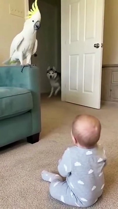 “No One Expected This —  Puppies Walked In and the Baby Went Wild 😂🐾”.#puppylove #cutenessover