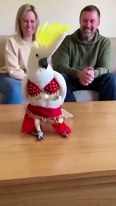 “Tinny’s Hips Should Be Illegal 😳🔥😂”.#talkingparrot #smartbird #animallovers #usapets #petree