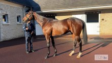 With A Blend of Precocity and Durability, Beauvatier Takes Up Stud Duties at Etreham