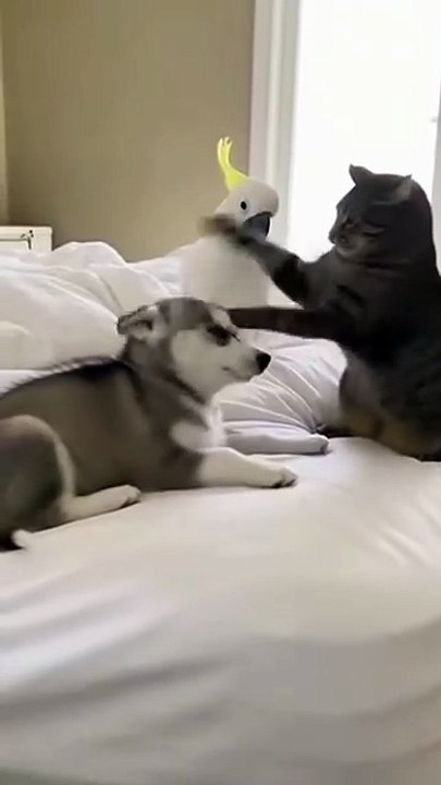 “Fastest Cat Drummer Ever vs Husky Dad! 🤣”.#talkingparrot #usapets #viralpets #puppy #cat