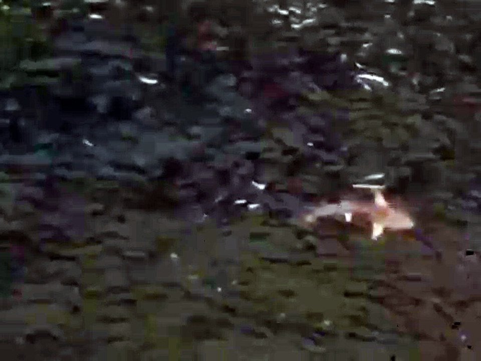 VÍDEO: Tubarões são vistos por pescadores em praia da Bahia; veja