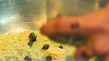 Carmy pursues the perfection of food rather than just its deliciousnessshorts shortvideo foryou