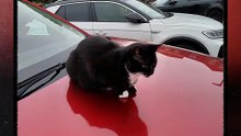 A cat 🐈 on top of a parked car