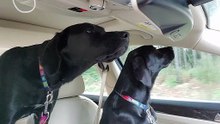 Dogs driving the car