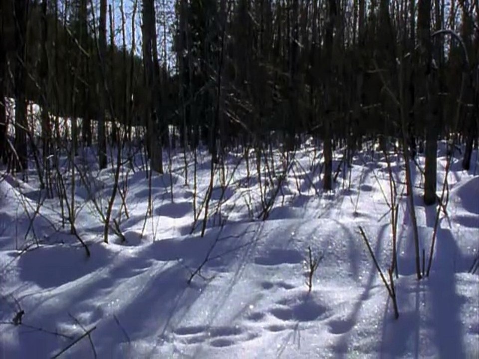 Wildlife Specials_Wolf