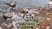 Más de un millón de sardinas muertas, Presa Rodríguez contaminada.