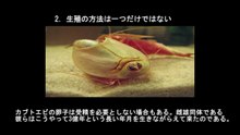 【豆知識】カブトエビに関する10個の豆知識　【Trivia News】10 Fun Facts About Horseshoe Crabs
