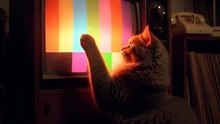 #cat #home # funny #usa #viral #dailymotion shorts