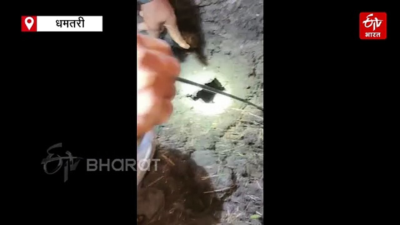 धमतरी में निकला इतना बड़ा अजगर कि जेसीबी की लेनी पड़ी मदद