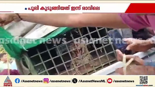 ഭീതി ഒഴിഞ്ഞു; നെന്മാറ വിത്തനശ്ശേരിയിൽ വനംവകുപ്പ് സ്ഥാപിച്ച കൂട്ടിൽ പുലി കുടുങ്ങി
