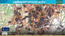 അറബി നാട്ടിലെ ഈന്തപ്പഴത്തിന്റെ മാധുര്യം ആലപ്പുഴയിലും ആസ്വദിക്കാം