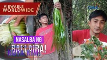 Damo na nabubuhay sa ilalim ng dagat, puwede pala gawing putahe?! | Dami Mong Alam, Kuya Kim!