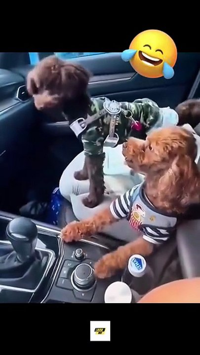 Funny Dogs Sleeping Like Humans 😂🐾 | Cutest & Funniest Dog Sleep Moments Ever