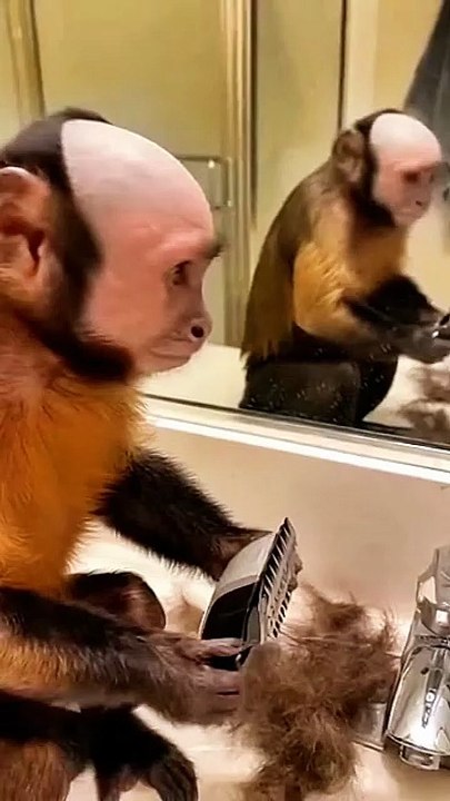 Funny video
