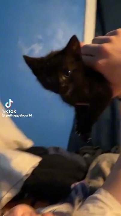 Cute kittens