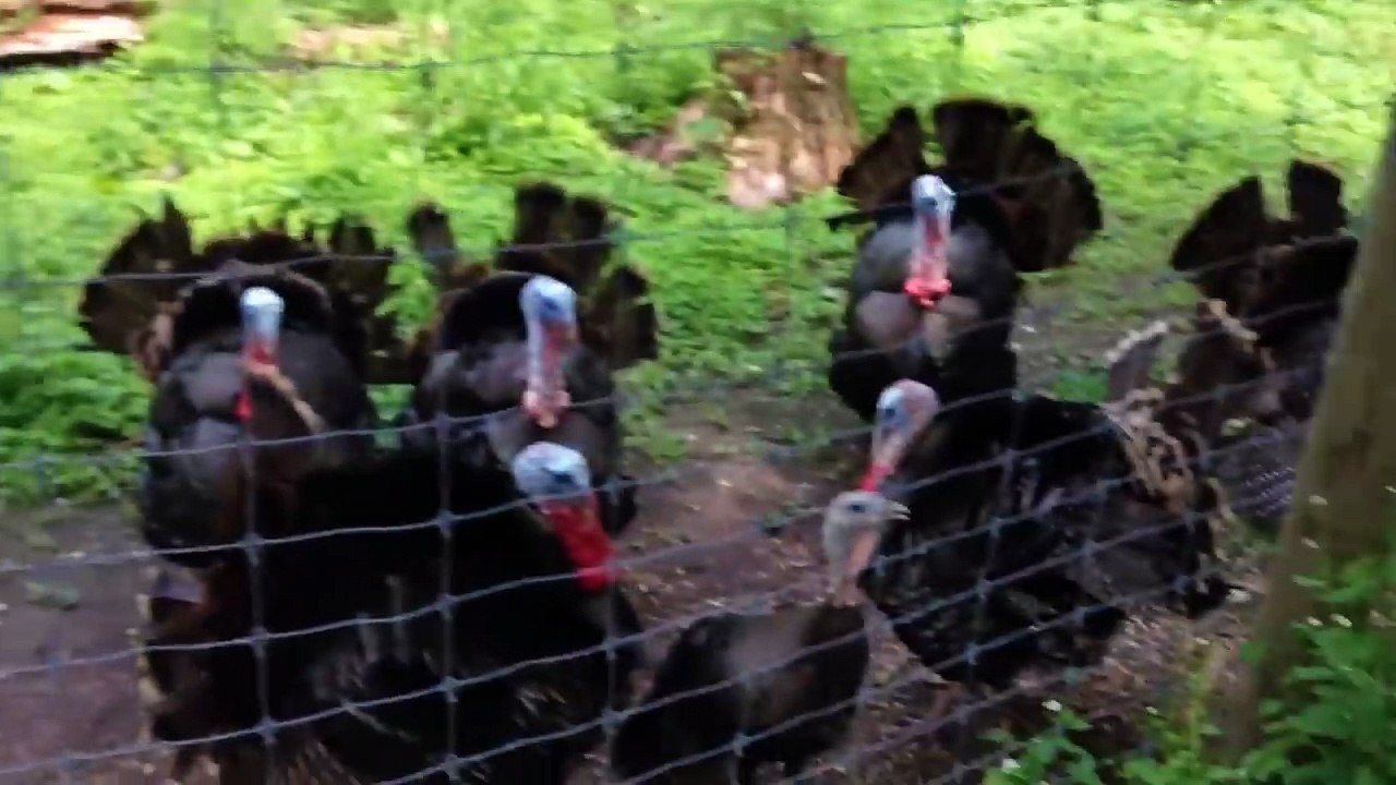 You Will Laugh Instantly 😂  Funny Babies at the Zoo 🐼  Try Not To Laugh Challenge 2026
