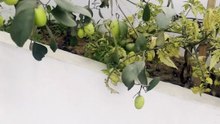 Monkey ate jujube from my Terrace Garden