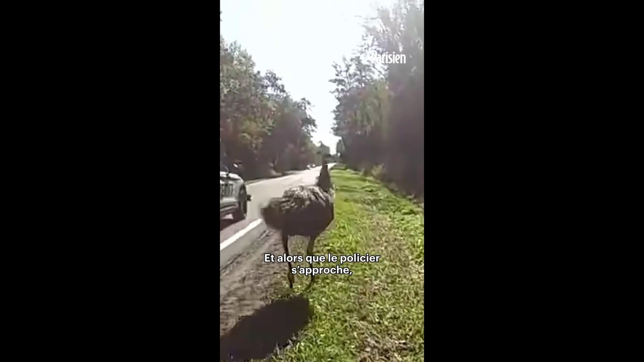 Un policier obligé de menotter un émeu en cavale