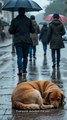 He Gave His Jacket… To a Dog 🥺#EmotionalShorts #Heartwarming #AnimalRescue #KindnessMatters