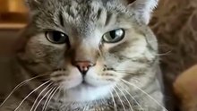 #funny cat #cat #animal #viral #home #usa # dailymotion shorts