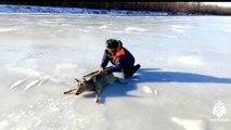 Así ha sido el rescate de un ciervo en un río helado de Rusia