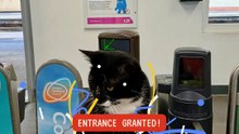 A cat greeting travellers at Thorpe Bay rail station in Essex