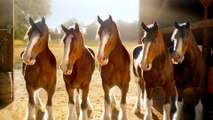 Budweiser’s Clydesdales Return in Super Bowl LX Teaser “Stable”