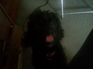 Les aventures de Yella le petit chien