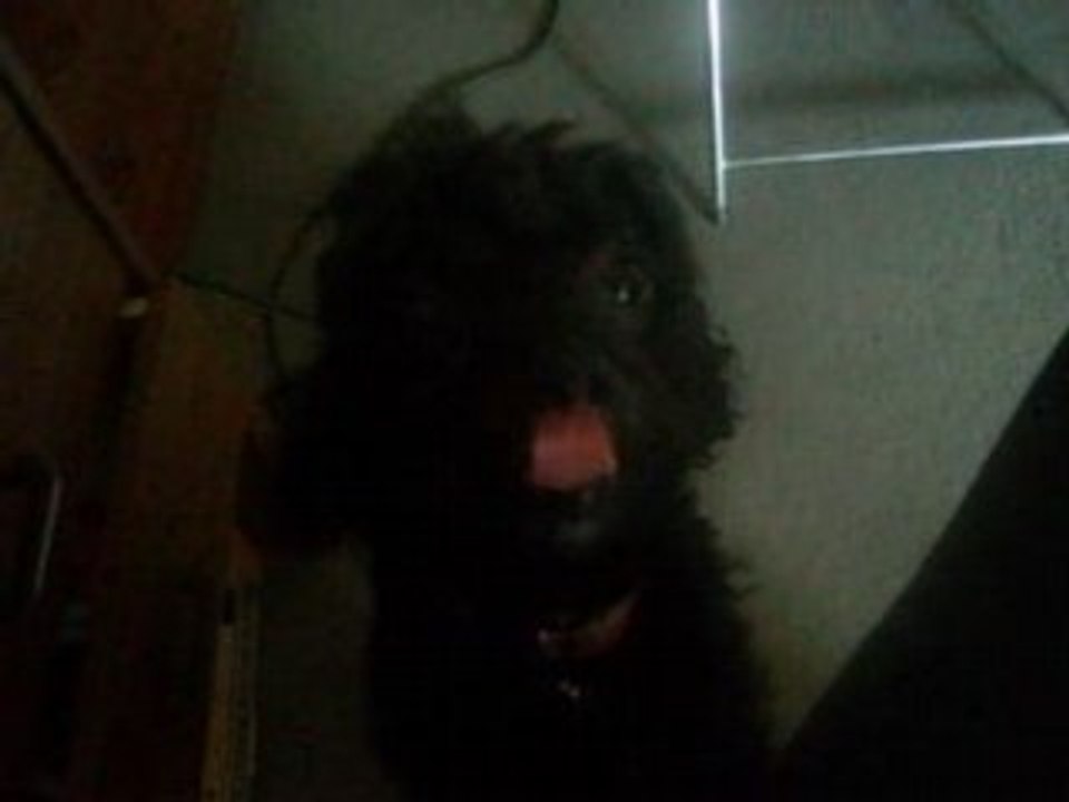 Les aventures de Yella le petit chien