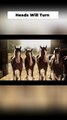 Budweiser Brings Back the Clydesdales to Launch Its Super Bowl LX Campaign