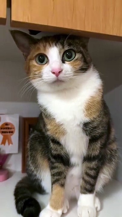 #Funny cat #usa #viral # dailymotion shorts #animal