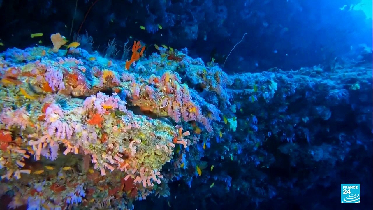 La batalla por la alta mar: proteger los océanos antes de que sea demasiado tarde