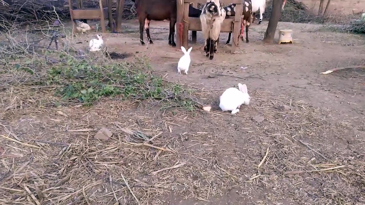 The rabbit eating grees in evening