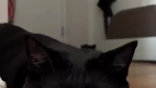 #cat  #big eyes #black 2026 #dailymotion shorts #viral #funny #cat #big eyes # animal