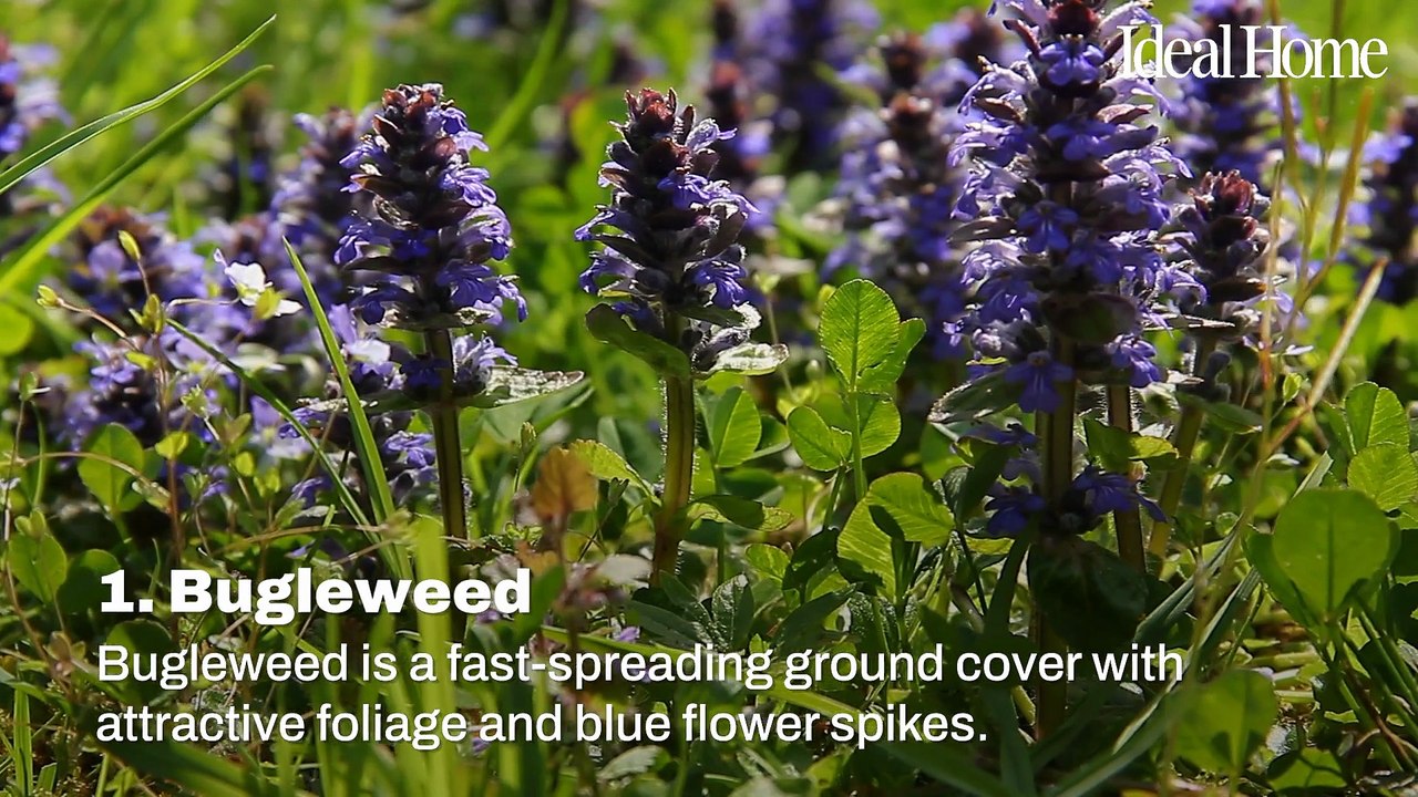 10 Of The Best Ground Cover Plants To Prevent Weeds