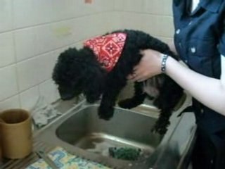 Les aventures de Yella mon petit chien