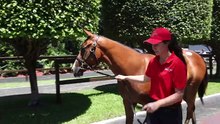 Magic Millions 2026: High-Stakes Yearling Sale Highlights 🐎✨