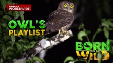 Pambihirang Huni ng Cebu Boobook | Born To Be Wild