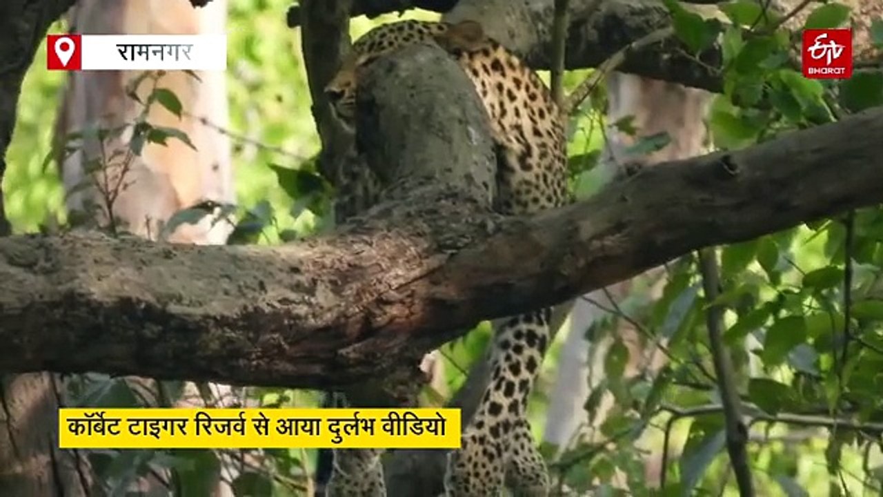 कॉर्बेट में पेड़ पर आराम फरमाता दिखा गुलदार, गर्जिया पर्यटन जोन से सामने आया वीडियो