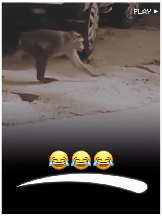 Funny video