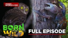 Coconut Crab Claws’ Strength and Cebu Boobook Sound | Born To Be Wild (Full Episode)
