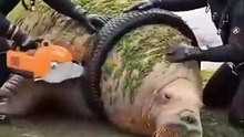 Wow! What a beautiful experience to watch this successful rescue