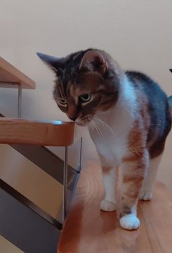 After Breakfast, This Cat Chooses Relaxing Upstairs but Cuddles Come First 😻 #cat #cats #funny #funnycats #morning #viralcats #fyp #cute #happy